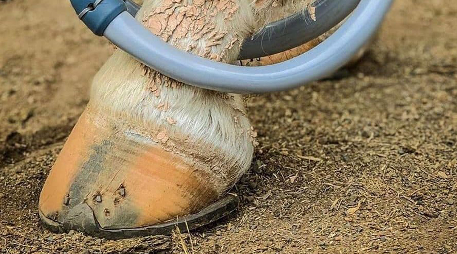 A Quick Guide to Equine Thrush Pulse PEMF