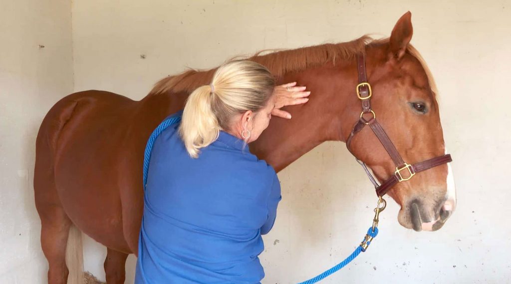 Pulse Equine Level 1 ELearning Videos Pulse PEMF