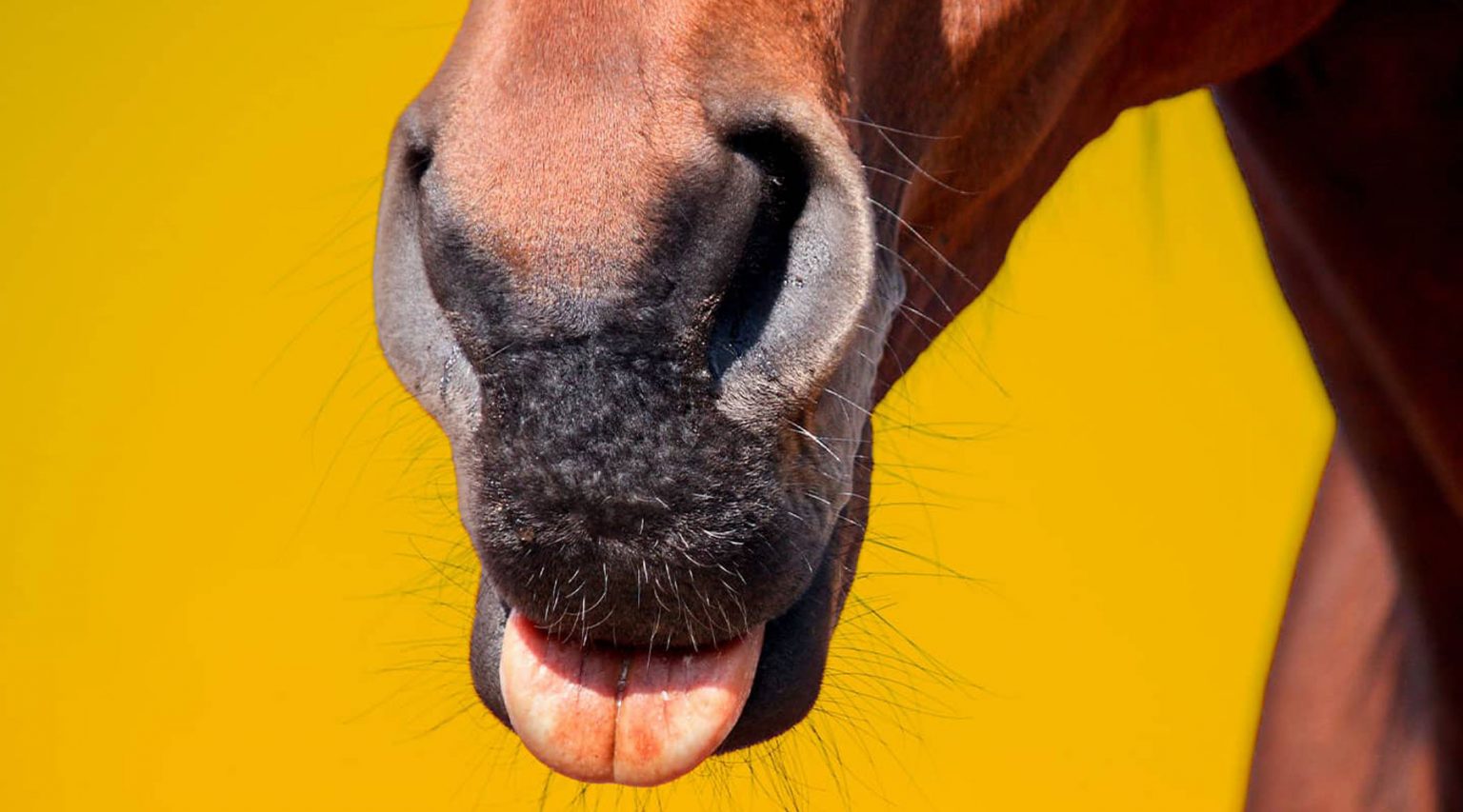 Licking and Chewing During an Equine PEMF Session What Does It Mean?
