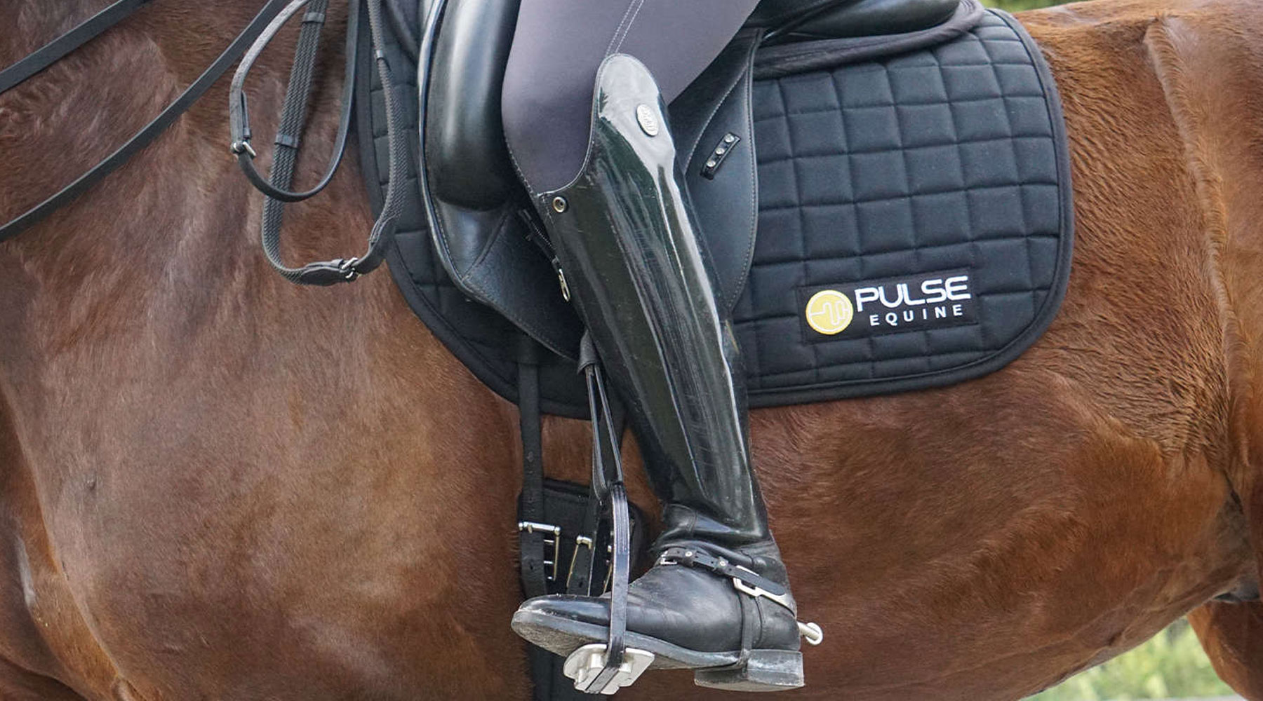 PEMF Before or After Exercise? A Guide to Timing Equine PEMF Sessions