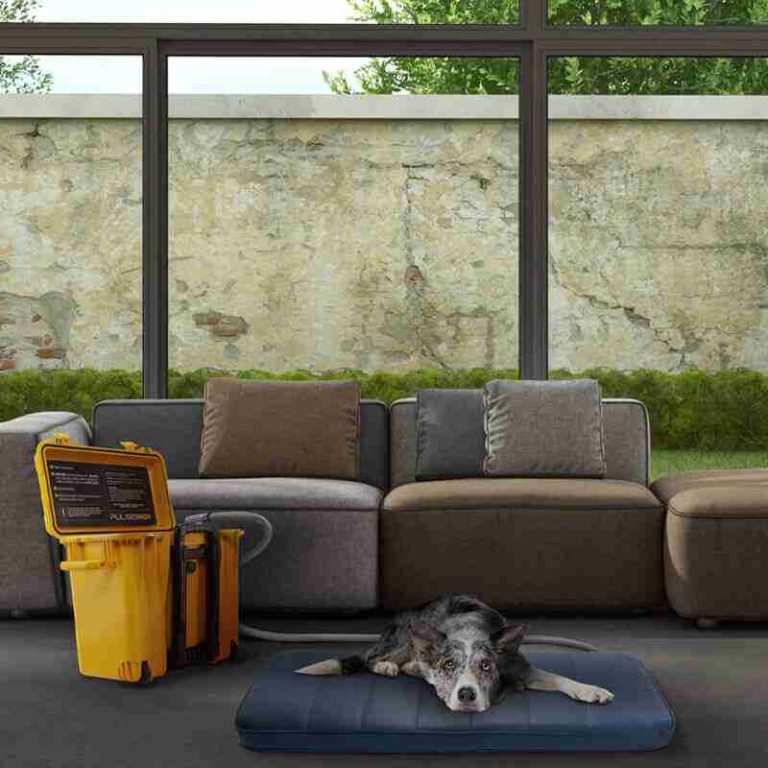 Equine Laminitis & PEMF Support for a Better Stride