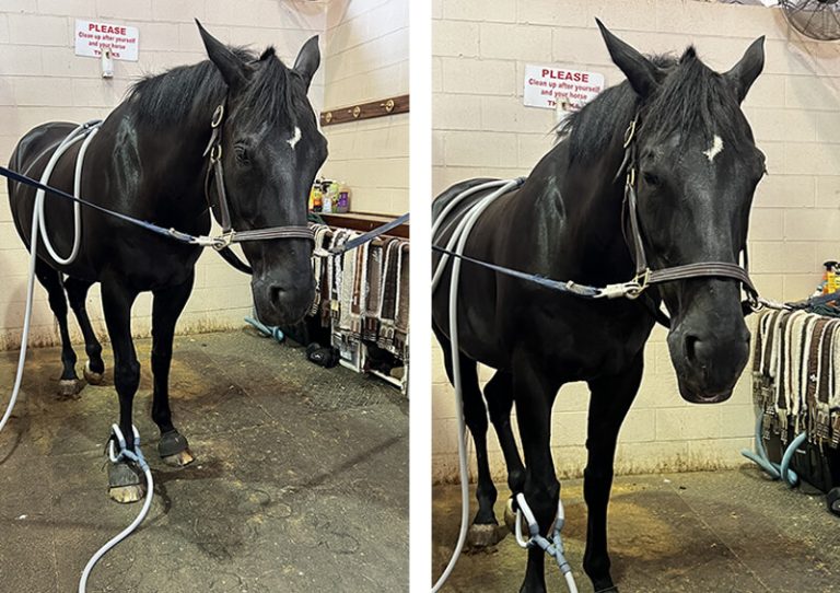 Pulse_PEMF_Equine_Pulse_Pulsing_horses Pulse PEMF